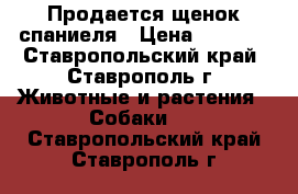 Продается щенок спаниеля › Цена ­ 3 000 - Ставропольский край, Ставрополь г. Животные и растения » Собаки   . Ставропольский край,Ставрополь г.